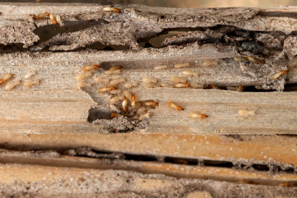 Best Pest Removal Services  in San Martin, CA